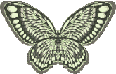 Schmetterling bilder