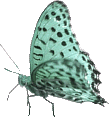 Schmetterling