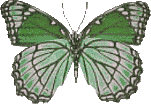 Schmetterling