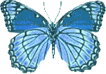Schmetterling bilder