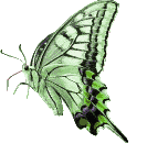 Schmetterling