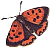 Schmetterling