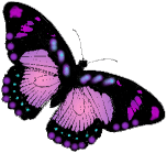 Schmetterling bilder