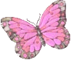 Schmetterling