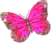 Schmetterling bilder