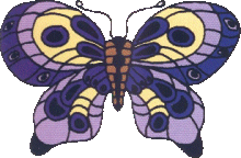 Schmetterling bilder