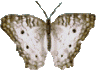 Schmetterling