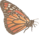 Schmetterling