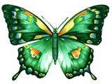 Schmetterling bilder