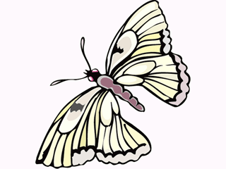 Schmetterling