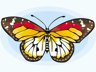 Schmetterling bilder