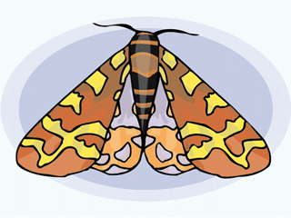 Schmetterling bilder