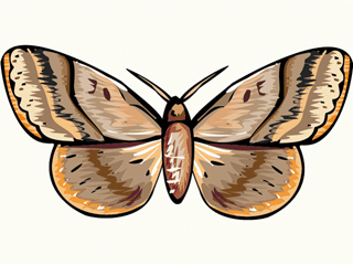 Schmetterling