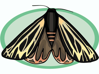 Schmetterling