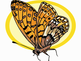 Schmetterling