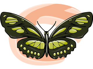 Schmetterling