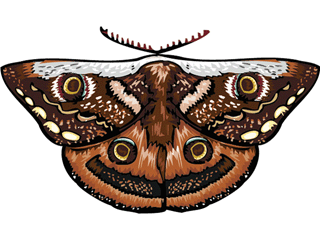 Schmetterling