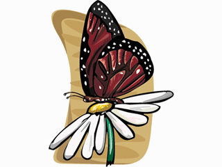 Schmetterling