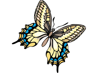 Schmetterling bilder