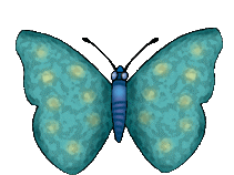Schmetterling bilder