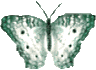 Schmetterling