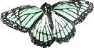 Schmetterling