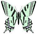 Schmetterling