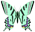 Schmetterling