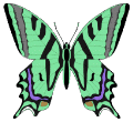 Schmetterling