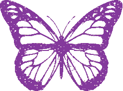 Schmetterling bilder