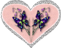 Schmetterling bilder