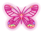 Schmetterling bilder