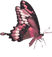 Schmetterling