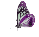 Schmetterling