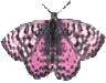 Schmetterling