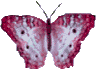 Schmetterling