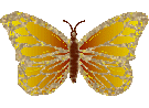 Schmetterling bilder