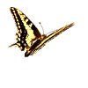 Schmetterling bilder