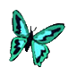 Schmetterling bilder