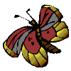 Schmetterling bilder