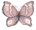 Schmetterling bilder