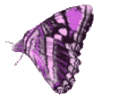 Schmetterling