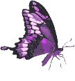 Schmetterling bilder