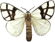 Schmetterling