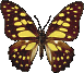 Schmetterling