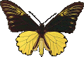 Schmetterling