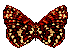 Schmetterling bilder