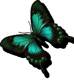 Schmetterling bilder