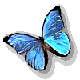 Schmetterling bilder