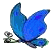 Schmetterling bilder